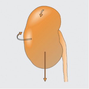 movement in breathing kidney